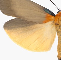 Lithosia Quadra Male - Insect Photograph Light Brown Orange Moth, 2019