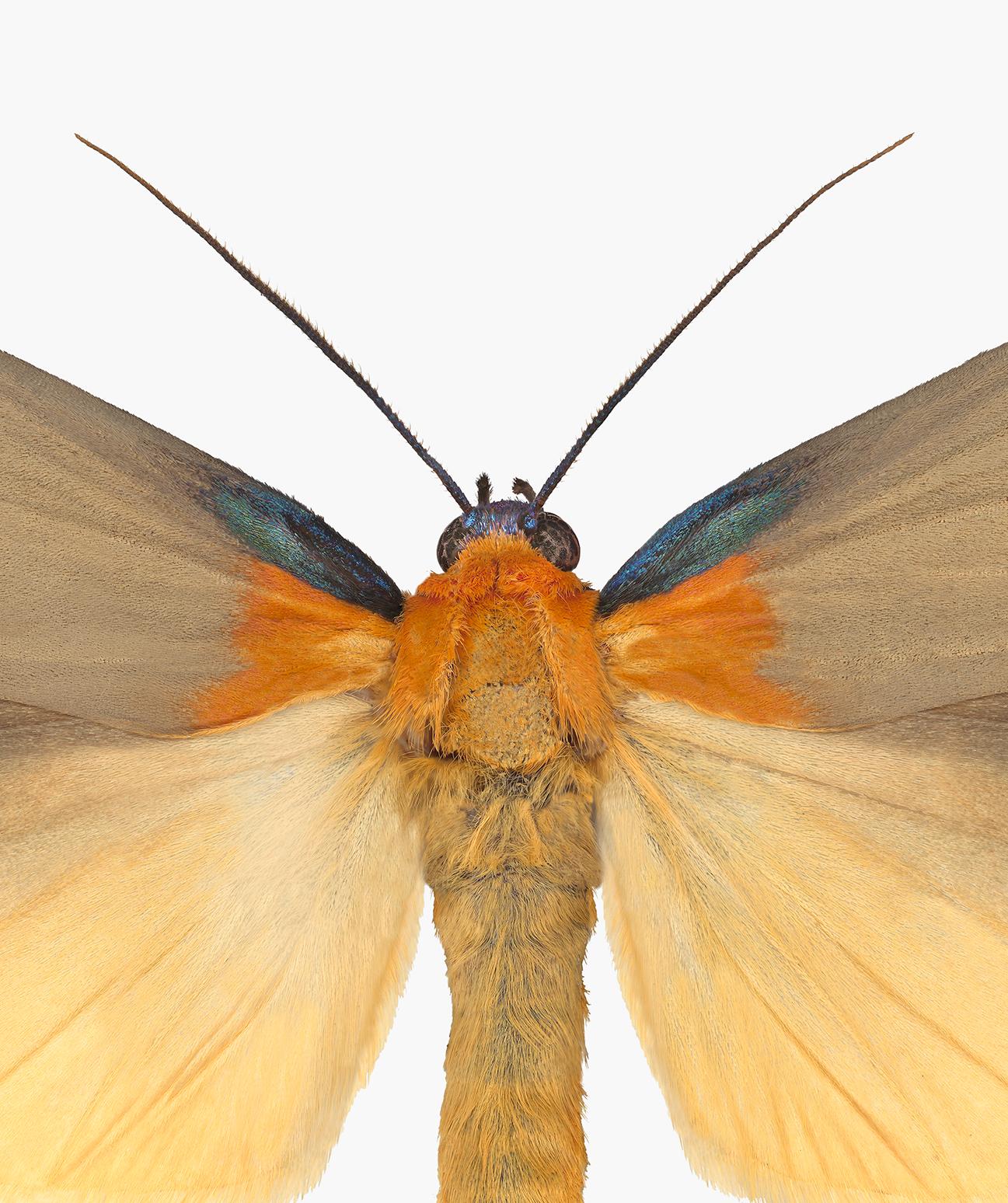 Lithosia Quadra Male, Nature Photograph of Light Brown, Orange Moth on White For Sale 1