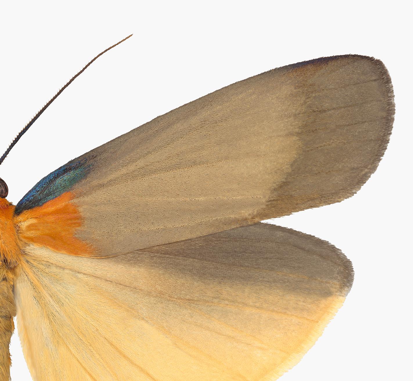 Lithosia Quadra Male, Nature Photograph of Light Brown, Orange Moth on White For Sale 2