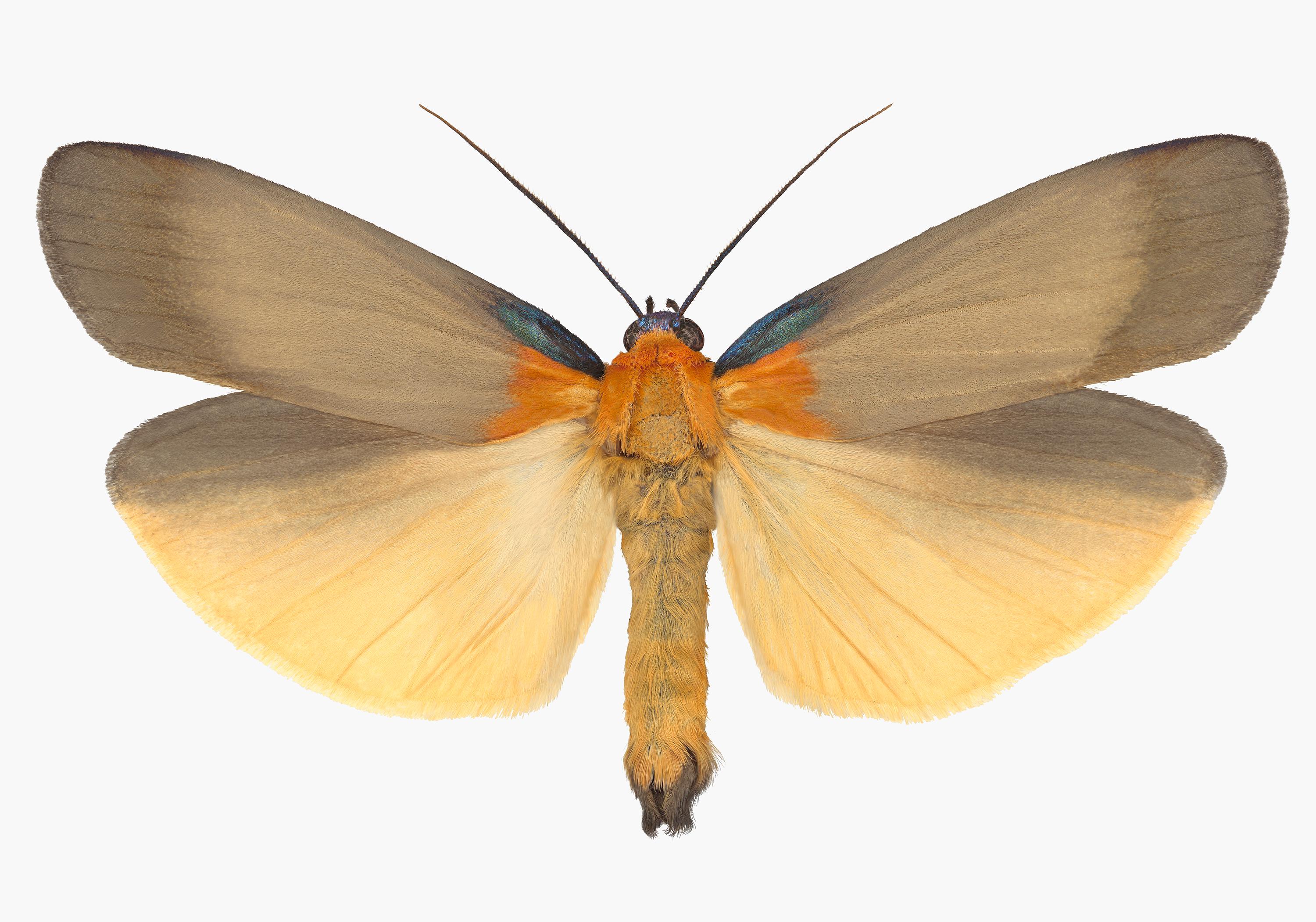 Joseph Scheer Color Photograph - Lithosia Quadra Male, Nature Photograph of Light Brown, Orange Moth on White