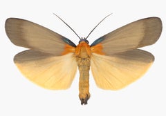 Lithosia Quadra Male, Nature Photograph of Light Brown, Orange Moth on White