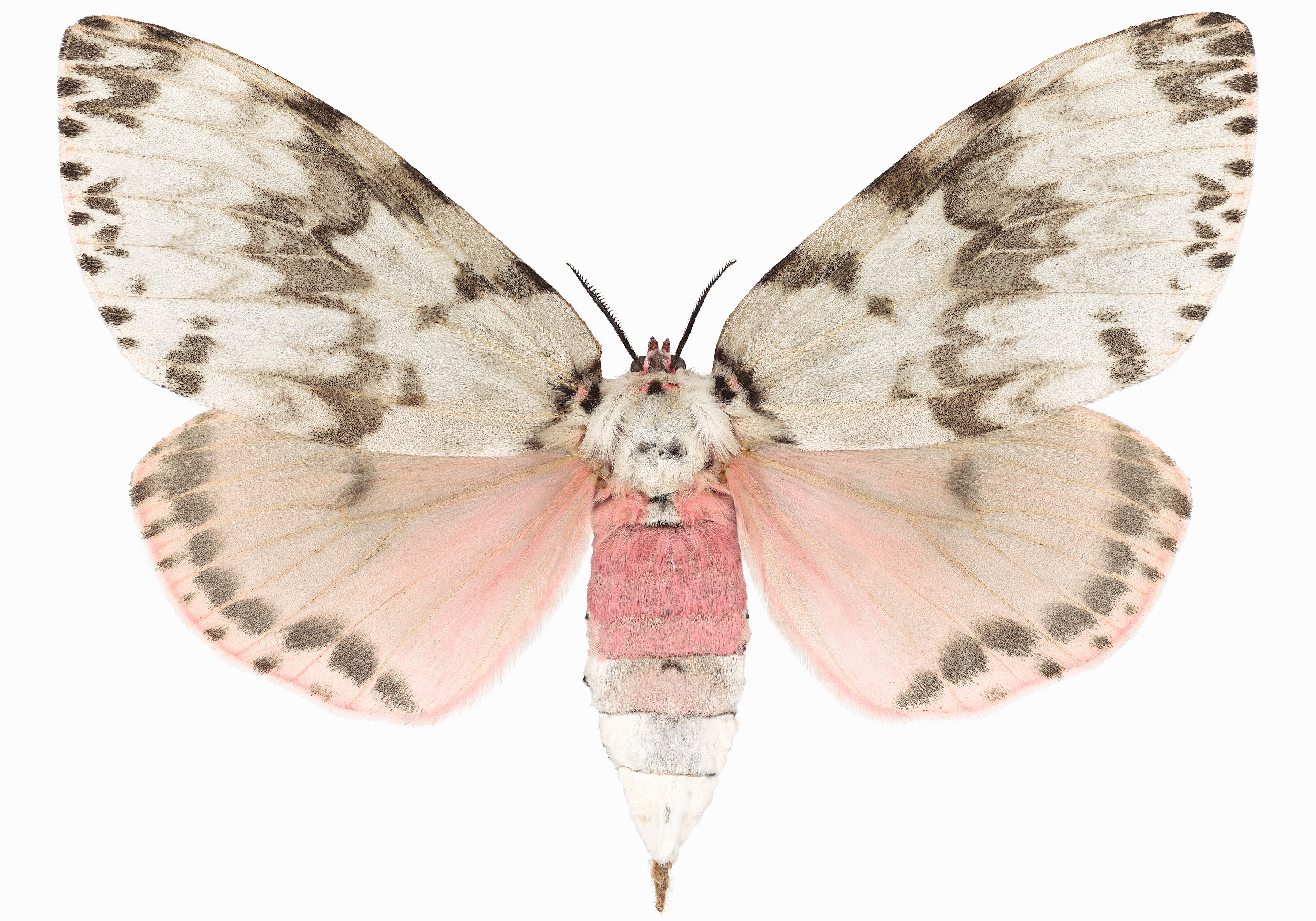 Lymantria Mathura - Insect Photograph Pink Brown Moth Wings, 2018