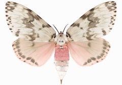 Lymantria Mathura - Insect Photograph Pink Brown Moth Wings, 2018