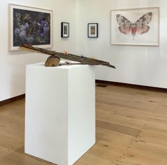 Lymantria Mathura, Nature Photograph of Pink and Brown Moth auf weißem Hintergrund