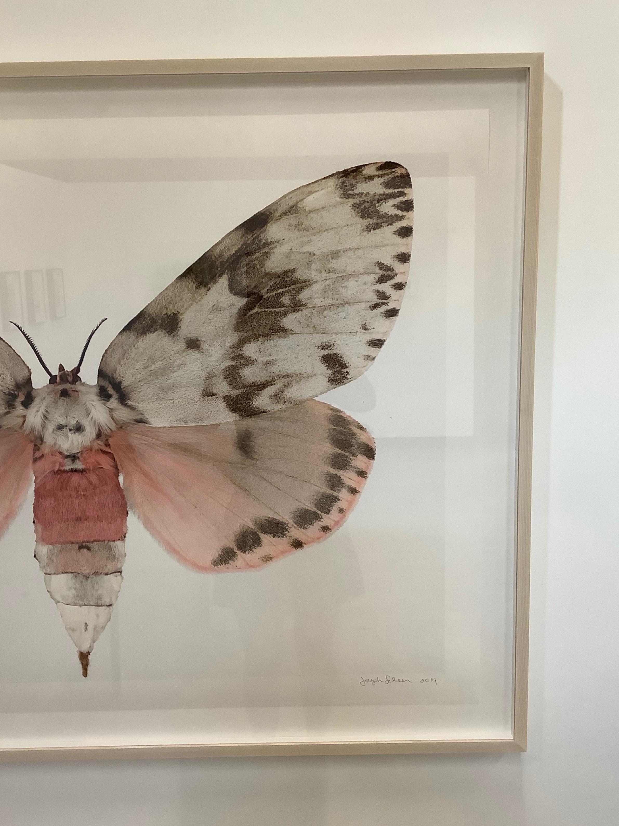 brown moth with pink on wings