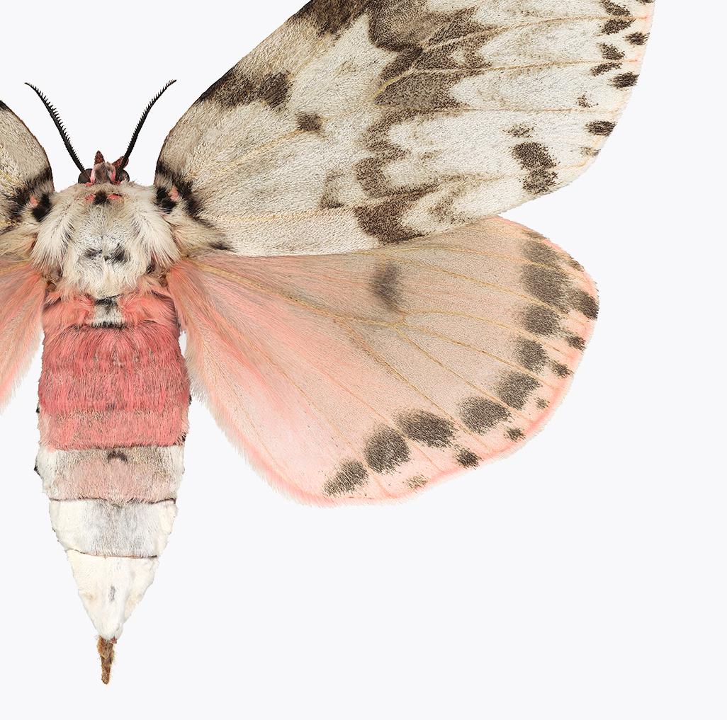 In this hyper-detailed archival pigment print on watercolor paper, a moth with distinctive markings and a soft pink abdomen and lower wings is dramatic against a solid white background. 

Edition of 12. Signed, dated and numbered on recto. Price