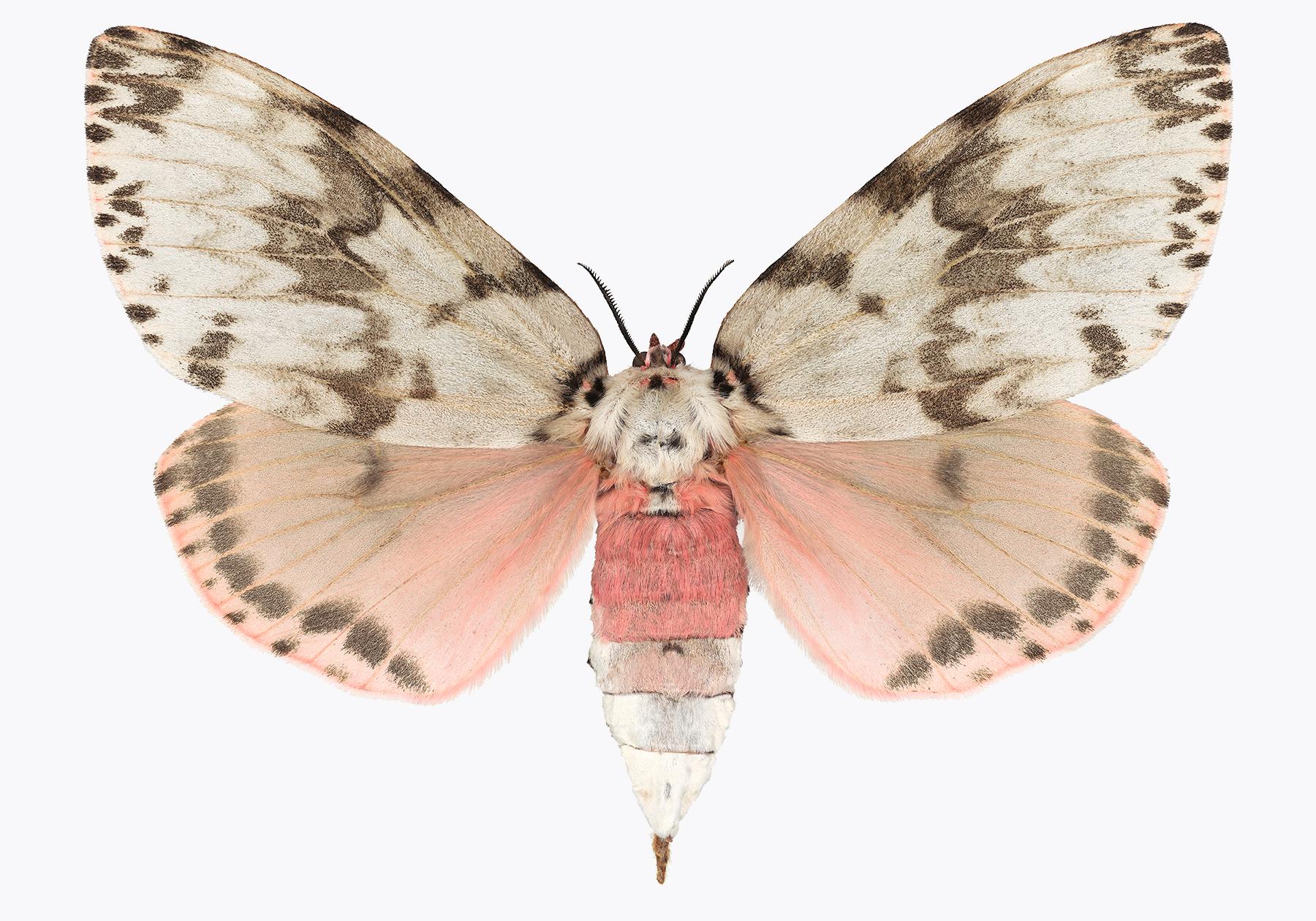 Joseph Scheer Color Photograph - Lymantria Mathura, Nature Photograph of Pink and Brown Moth on White Background