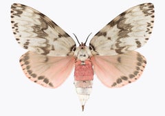 Lymantria Mathura, Nature Photograph of Pink and Brown Moth on White Background