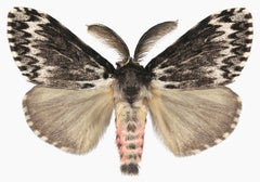 Lymantria Species - Insect Photograph Pink Brown Moth Wings, 2018