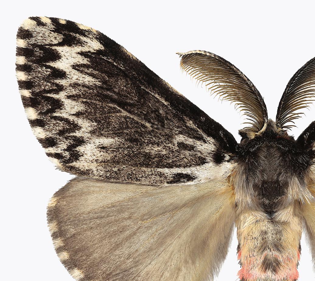 Lymantria-Exemplare, Naturfotografie mit rosa und braunem Moth auf weiem Hintergrund – Photograph von Joseph Scheer