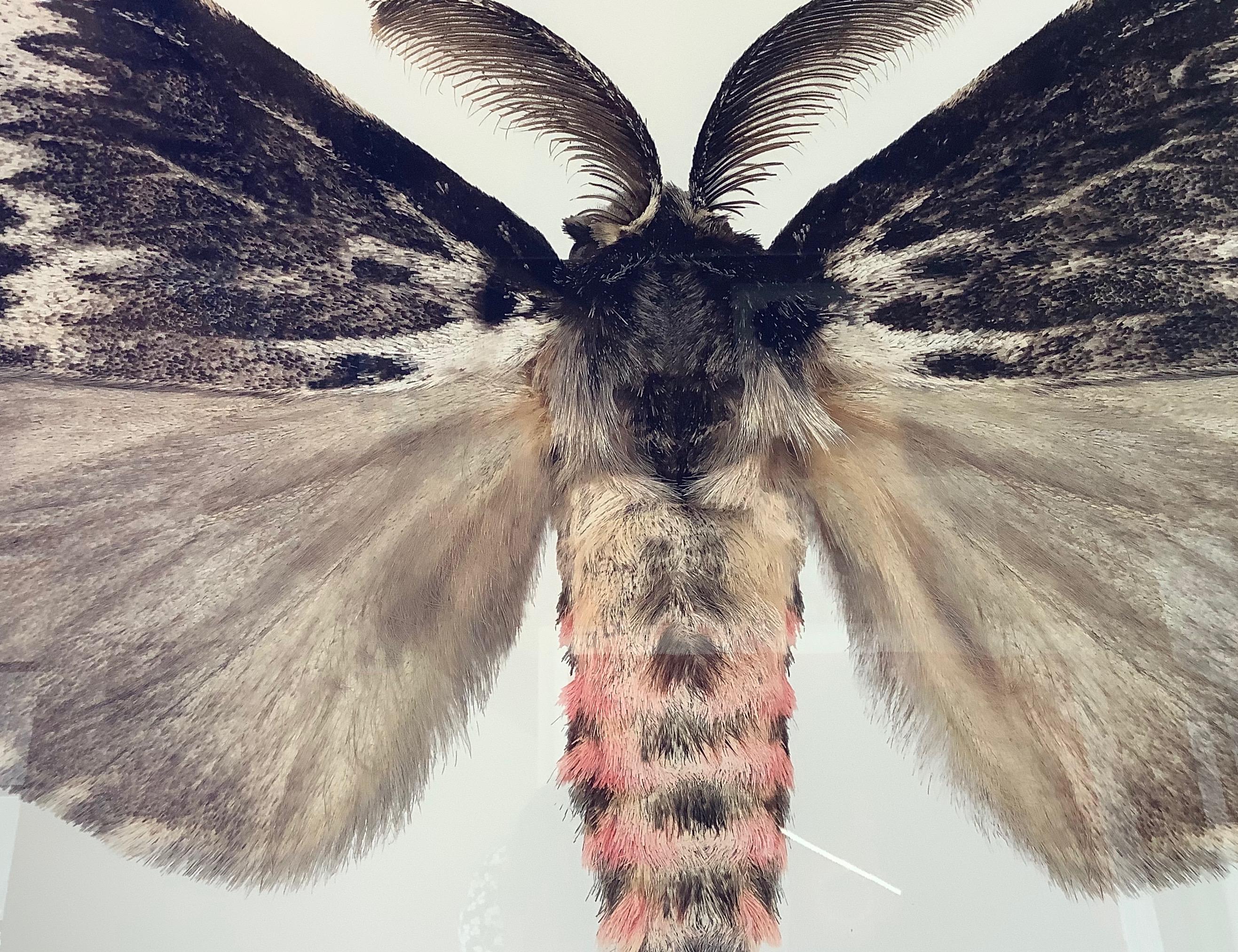 In this hyper-detailed archival pigment print on watercolor paper, a brown Lymantria species moth with light pink details on its abdomen is dramatic against a solid white background. 

Edition of 12. Signed, dated and numbered on recto. Price shown