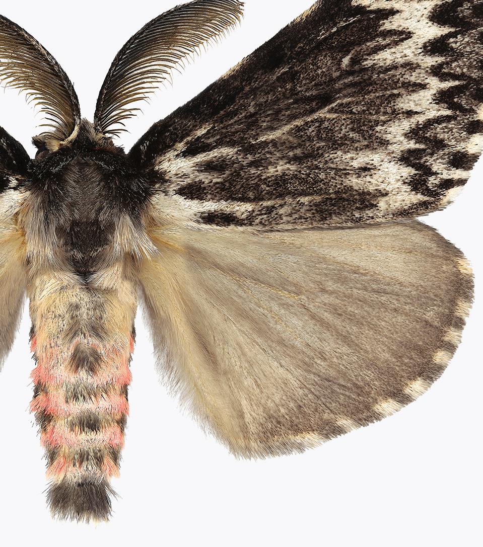Lymantria-Exemplare, Naturfotografie mit rosa und braunem Moth auf weiem Hintergrund (Beige), Color Photograph, von Joseph Scheer