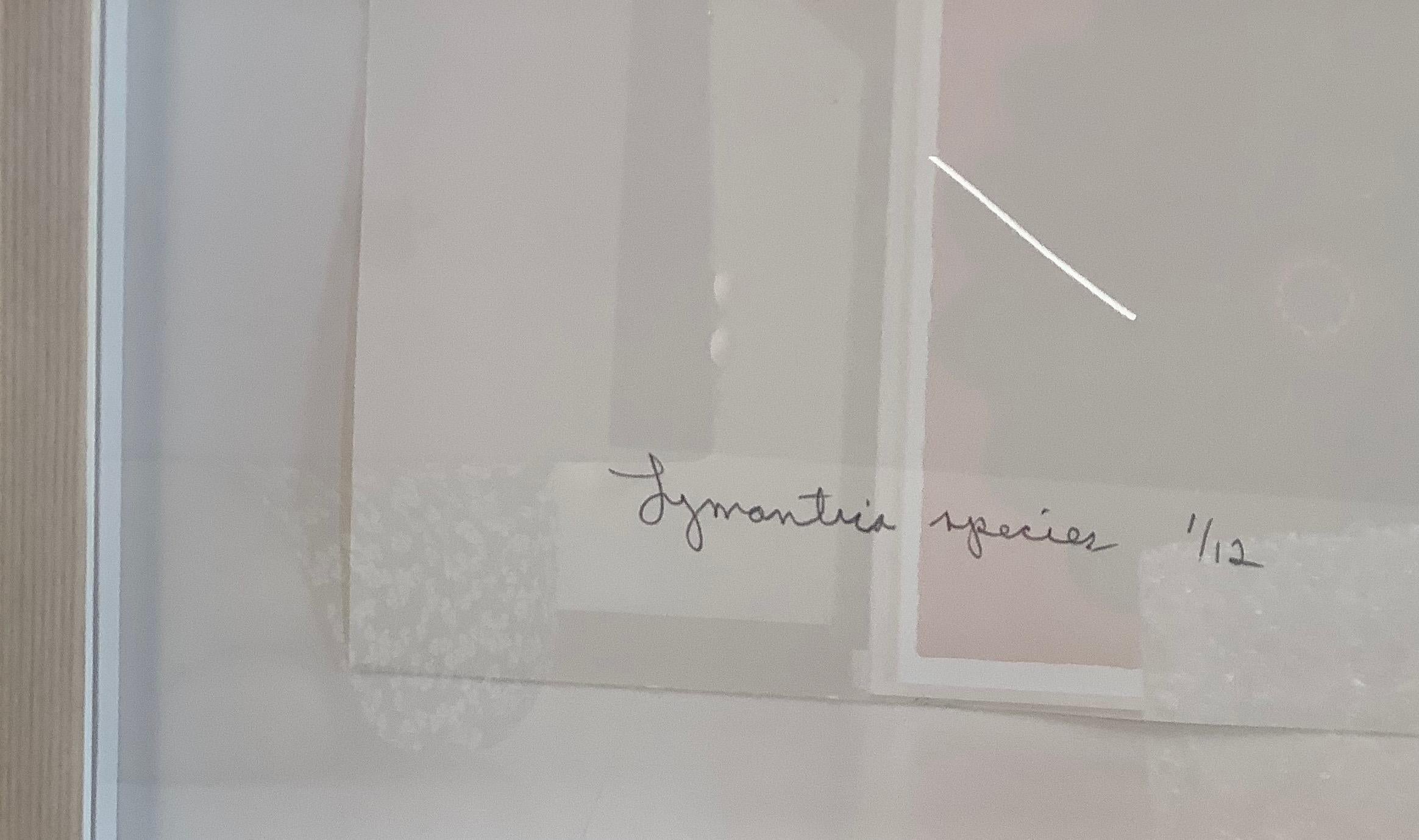 Dieser detailreiche Pigmentdruck auf Aquarellpapier zeigt eine braune Motte der Gattung Lymantria mit hellrosa Details auf dem Hinterleib, die sich dramatisch von einem soliden weißen Hintergrund abheben. 

Auflage von 12 Stück. Signiert, datiert