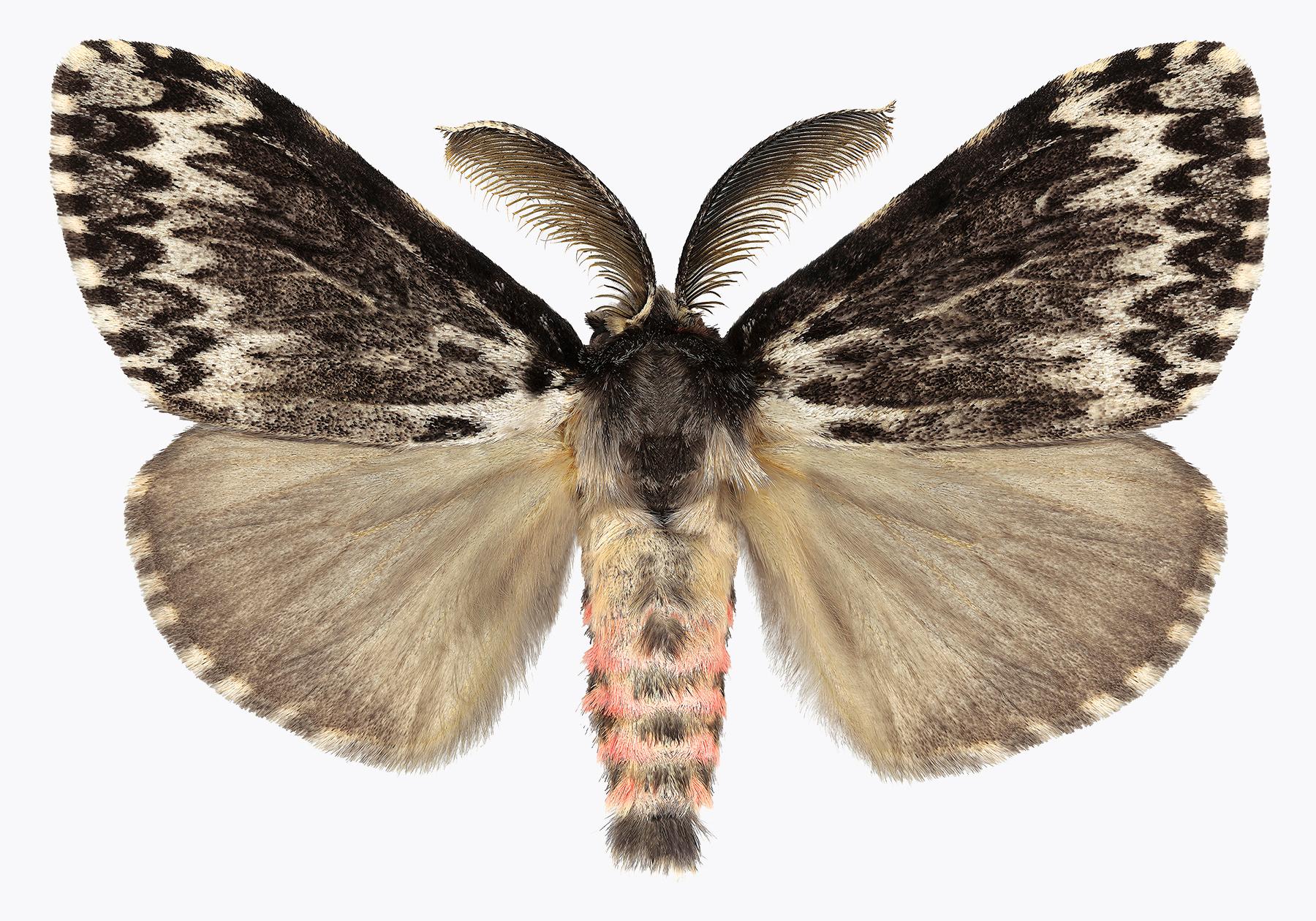 Joseph Scheer Color Photograph – Lymantria-Exemplare, Naturfotografie mit rosa und braunem Moth auf weiem Hintergrund