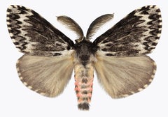 Lymantria Species, Nature Photograph of Pink and Brown Moth on White Background