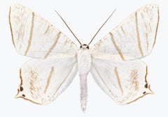 Ourapteryx Species, Nature Photograph of White, Brown, Beige Moth on White