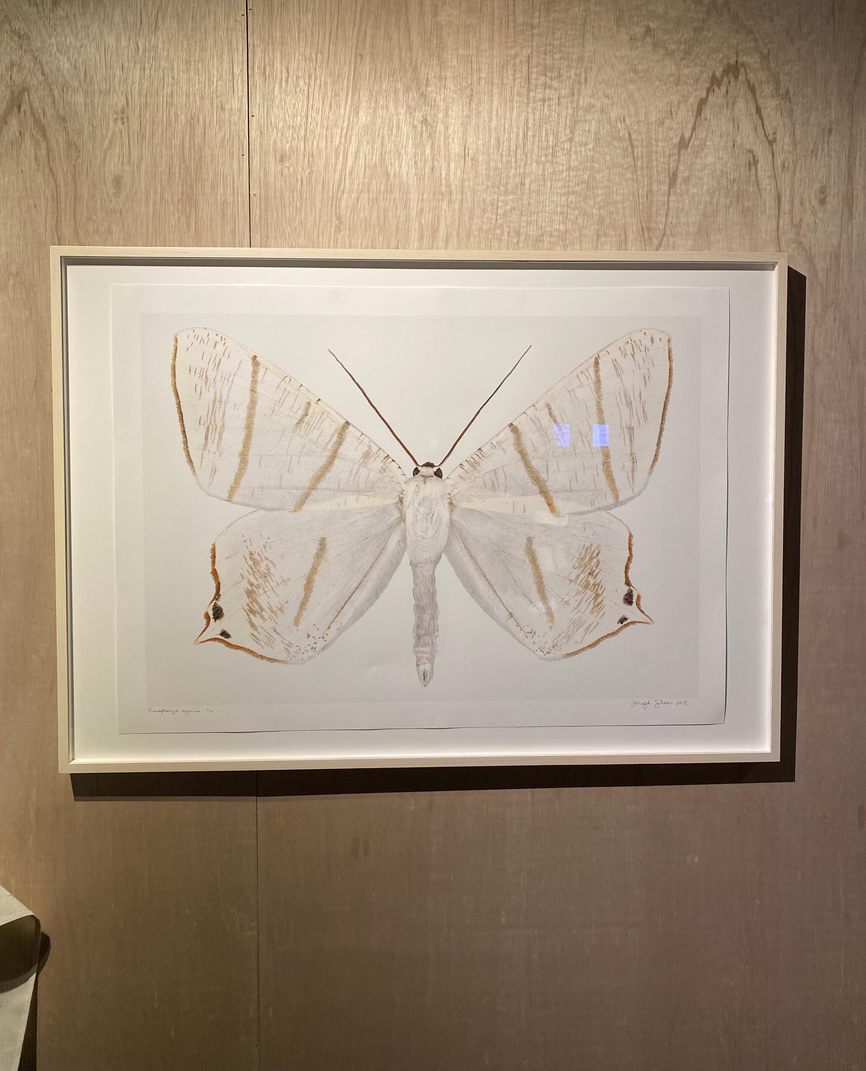 Dans cette impression hyper-détaillée sur papier aquarelle, un papillon de nuit blanc avec des marques circulaires brunes à l'extrémité de ses ailes inférieures et des rayures marron clair et doré se détache de façon spectaculaire sur un fond blanc