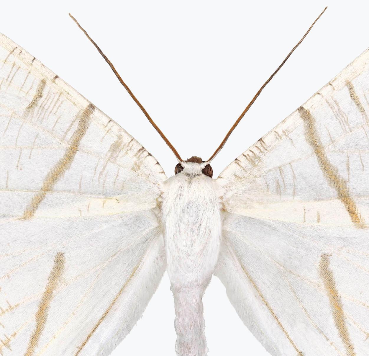 Ourapteryx Species, White, Brown, Beige Moth, White Winged Insect Photograph en vente 2