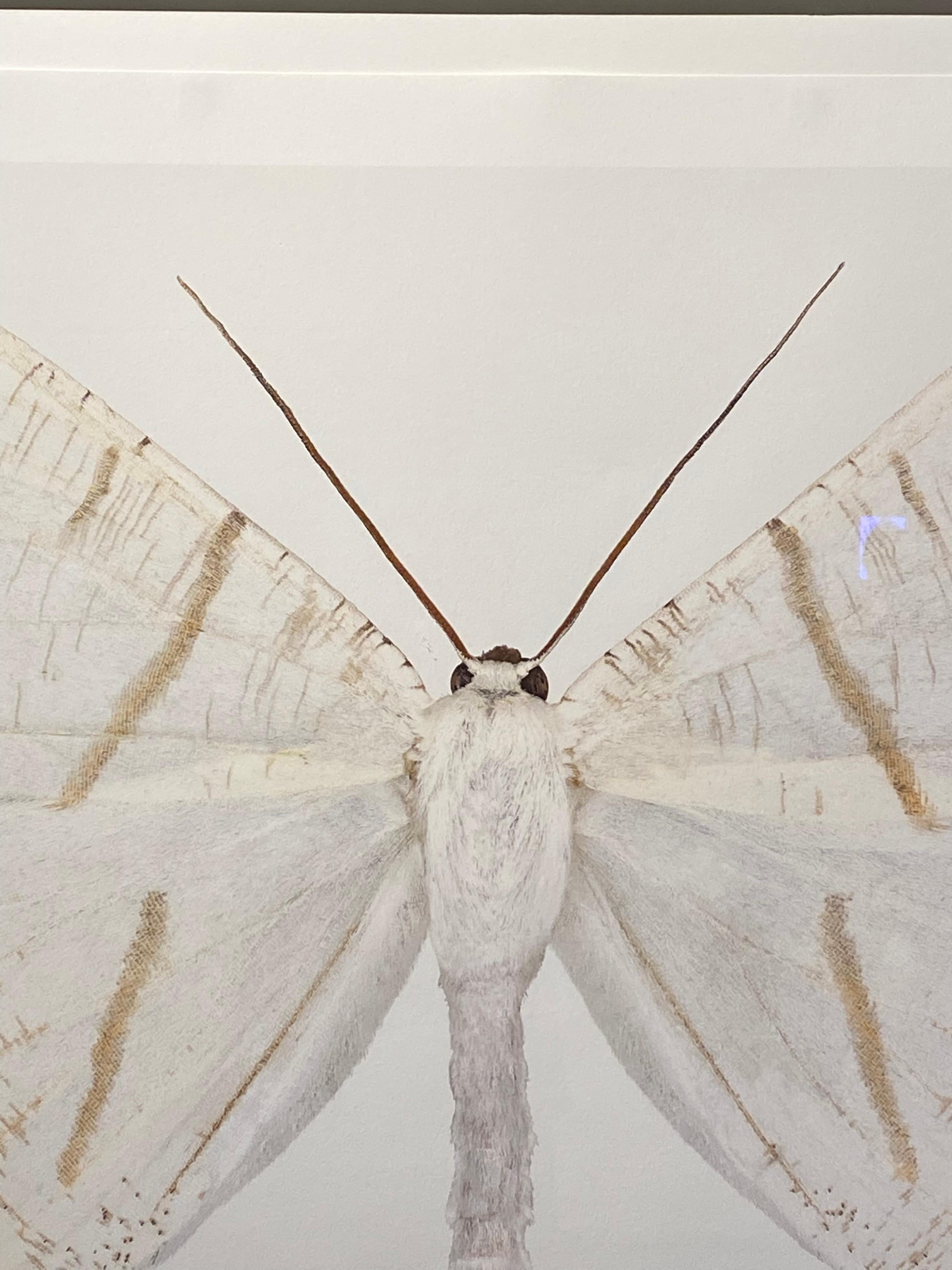 Ourapteryx Species, White, Brown, Beige Moth, White Winged Insect Photograph For Sale 3