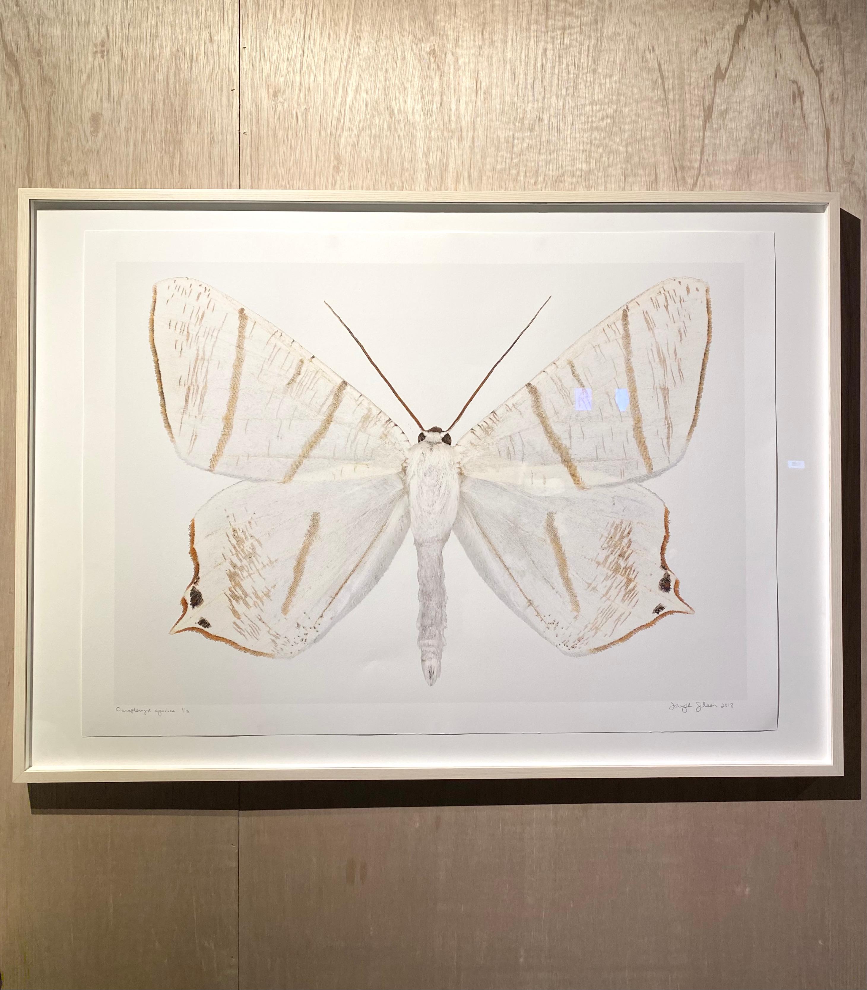 Ourapteryx Species, White, Brown, Beige Moth, White Winged Insect Photograph en vente 7