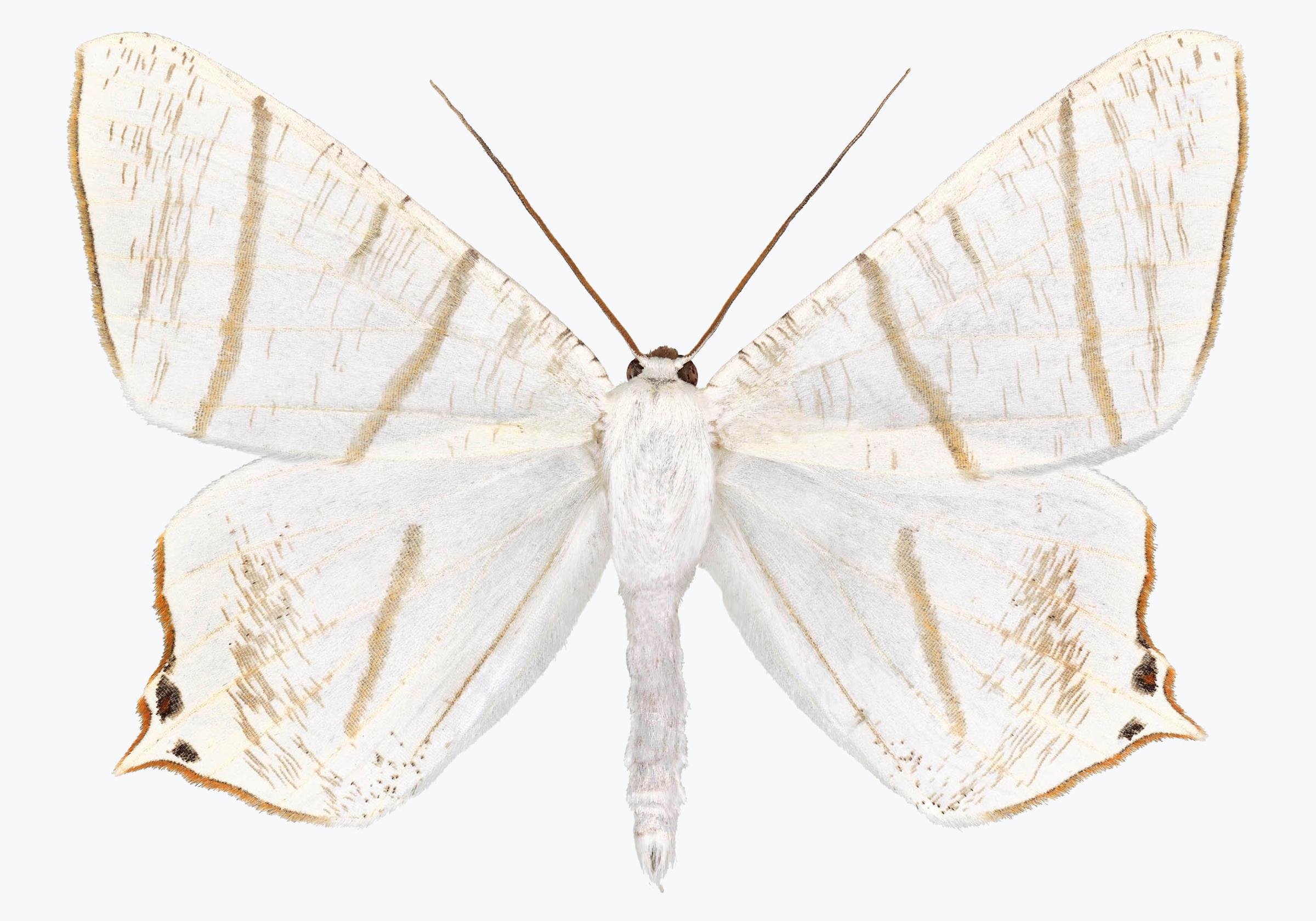 Joseph Scheer Color Photograph - Ourapteryx Species, White, Brown, Beige Moth, White Winged Insect Photograph