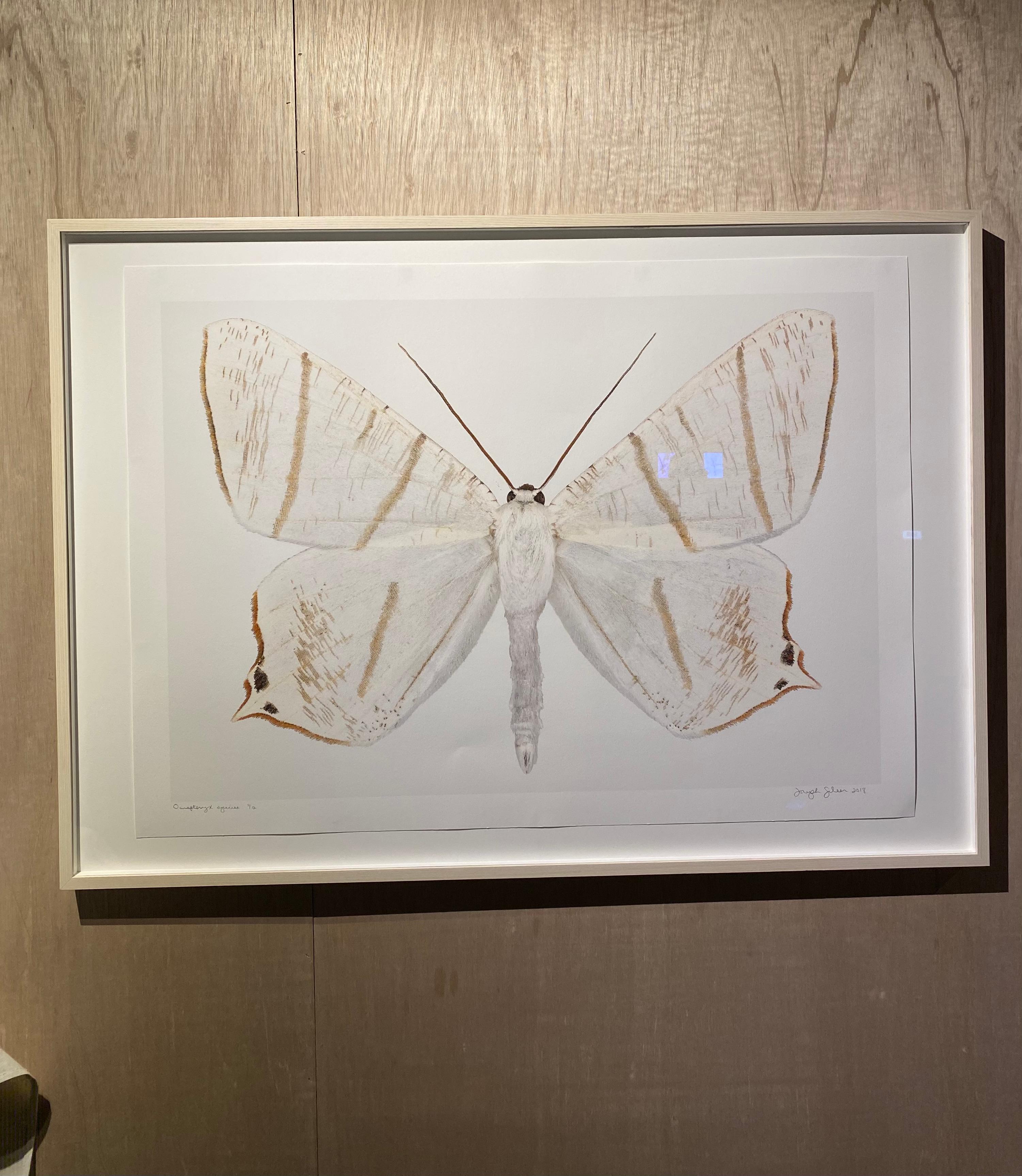 Ourapteryx Species - White Brown Beige Moth White Winged Insect Print 2019 - Contemporary Photograph by Joseph Scheer