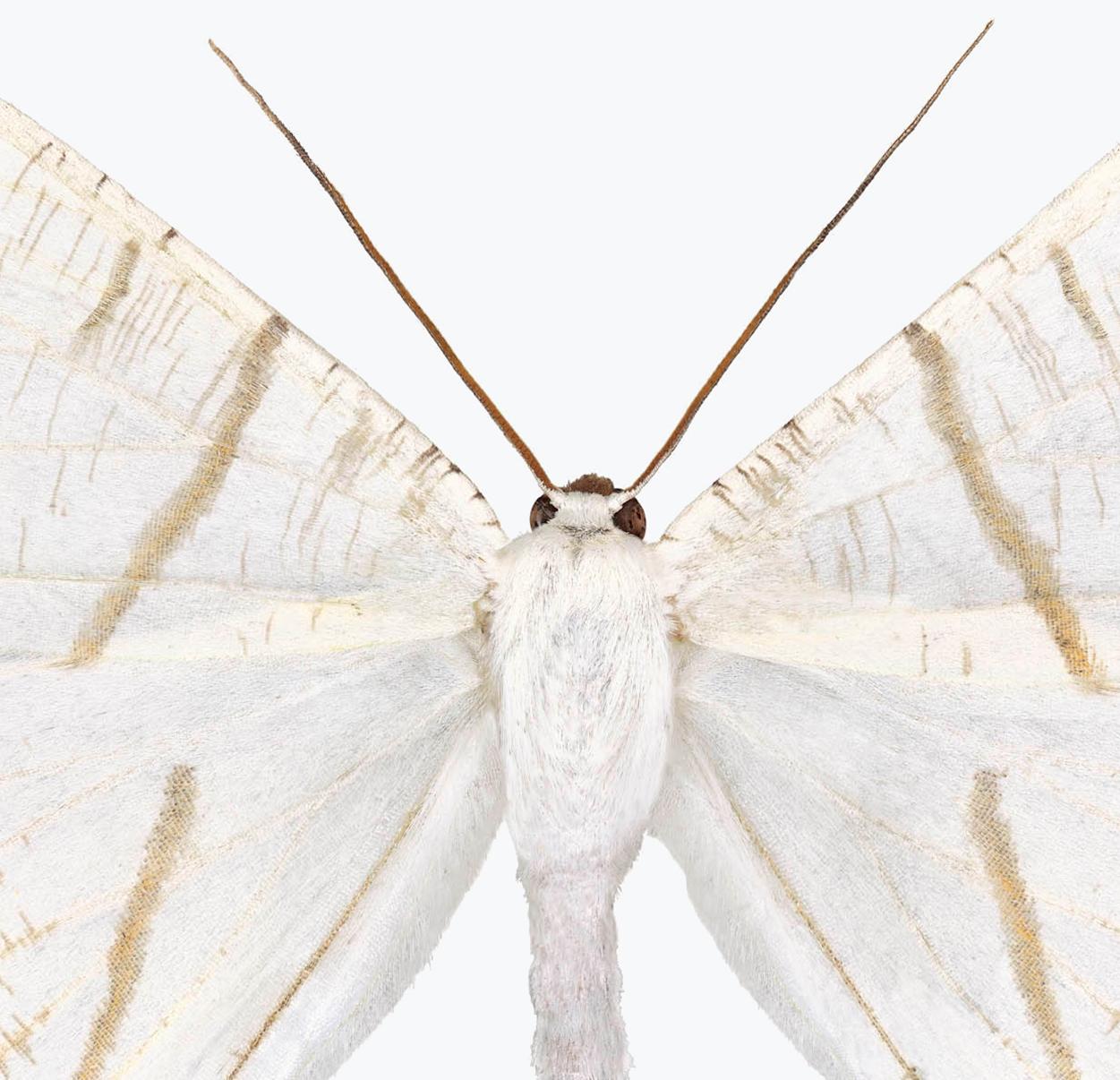 Ourapteryx Species - White Brown Beige Moth White Winged Insect Print 2019 - Gray Color Photograph by Joseph Scheer