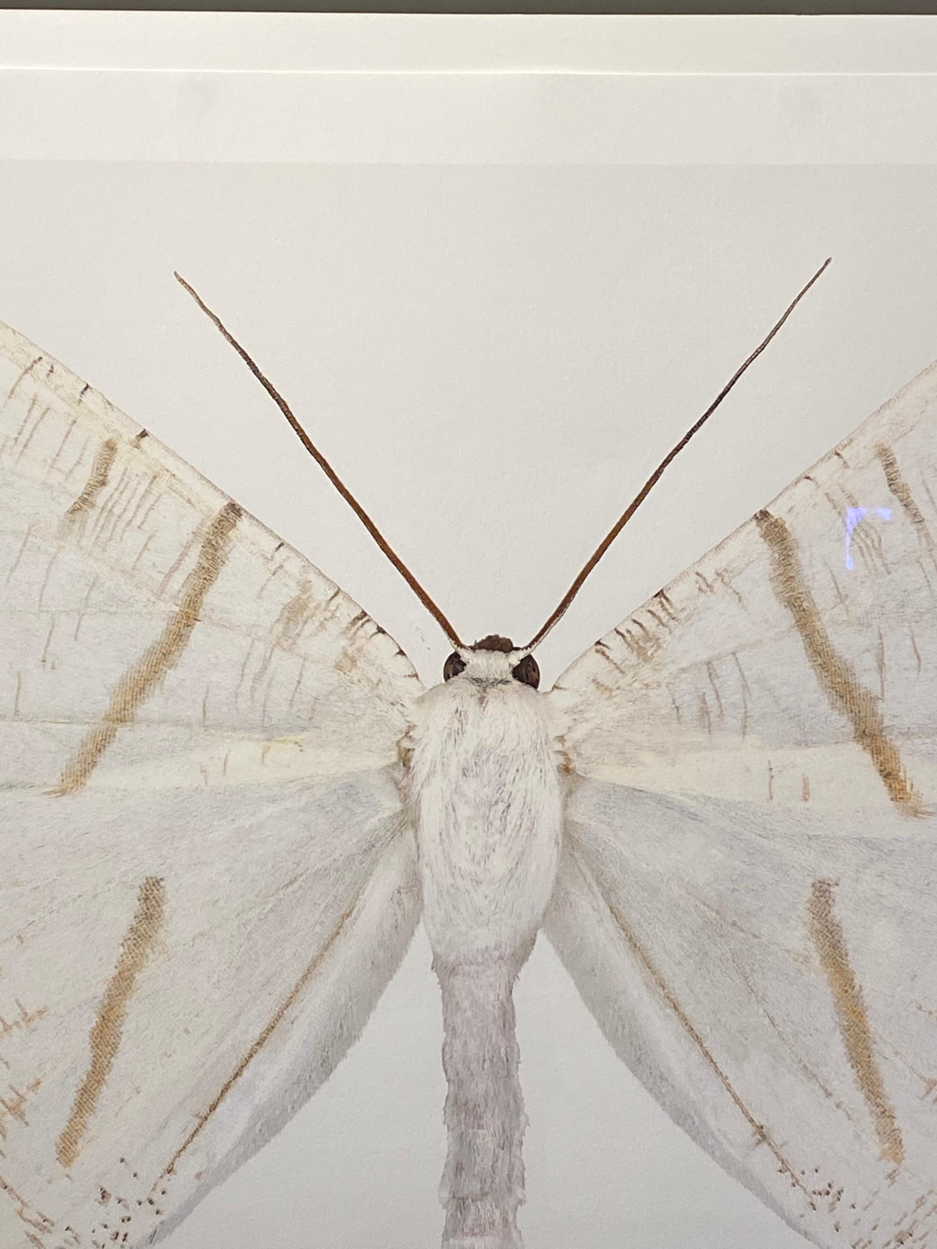 In this contemporary, hyper-detailed archival pigment print on watercolor paper, a white moth with brown circular markings at the tips of its bottom wings, and light, golden brown stripes, is dramatic against a solid white background. 

Signed and