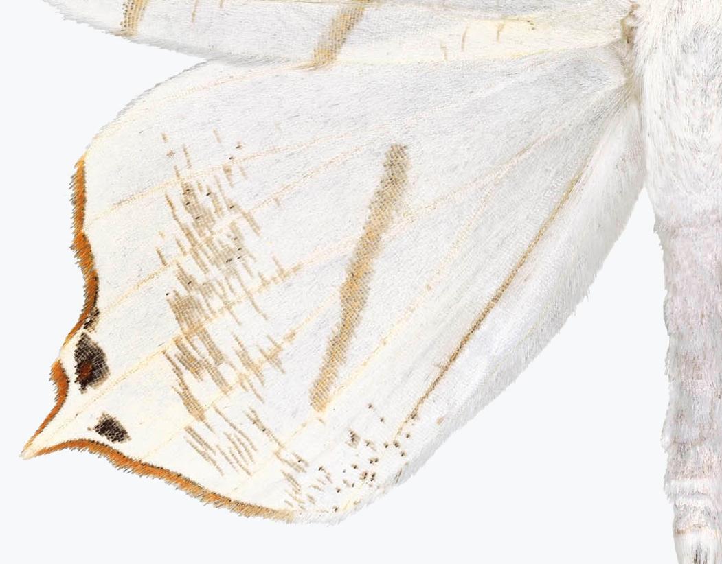 Ourapteryx Species - White Brown Beige Moth White Winged Insect Print 2019 For Sale 1