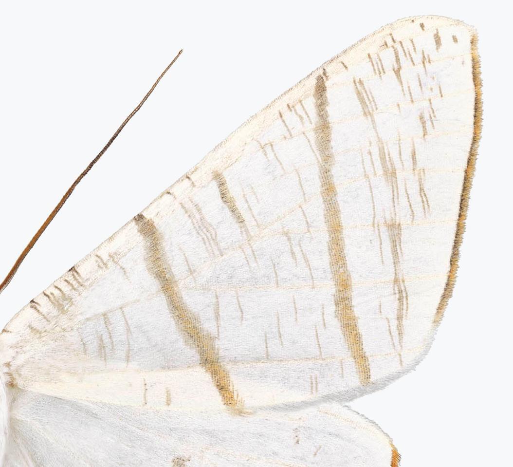 Ourapteryx Species - White Brown Beige Moth White Winged Insect Print 2019 For Sale 2