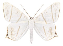 Ourapteryx Species - Weiß Braun Beige Motte Weiße Flügel Insekt Fotografie, 2019