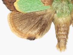 Parasa Hilarula - Nature Insect Photograph Light Green Brown Moth on White, 2019