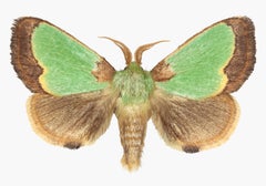 Parasa Hilarula - Nature Insect Photograph Light Green Brown Moth on White, 2019