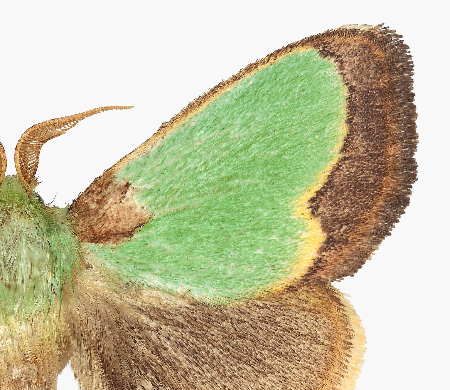 brown and green moth