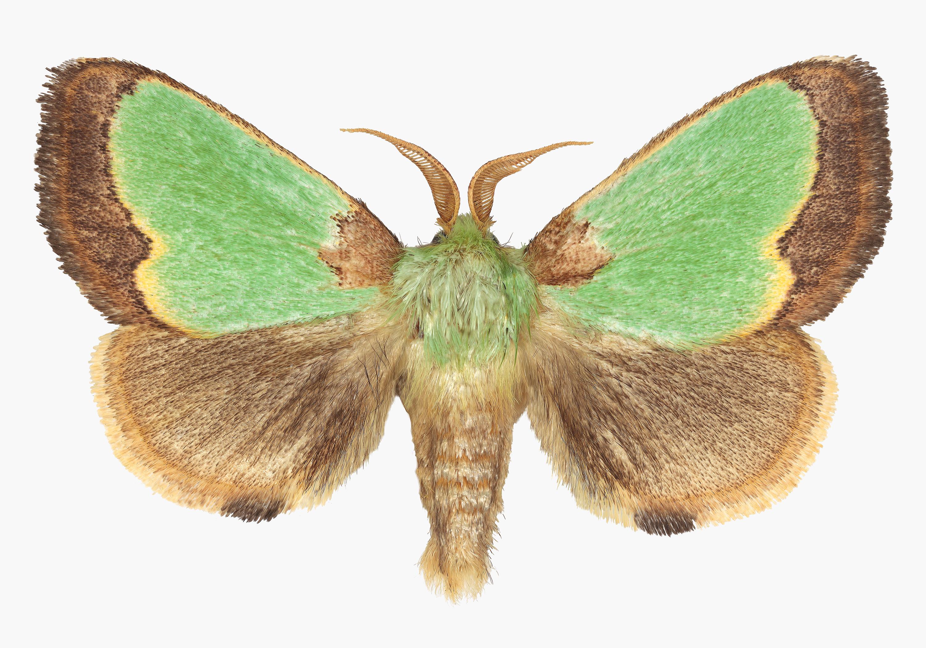 Joseph Scheer Color Photograph - Parasa Hilarula, Nature Insect Photograph, Light Green, Brown Moth on White
