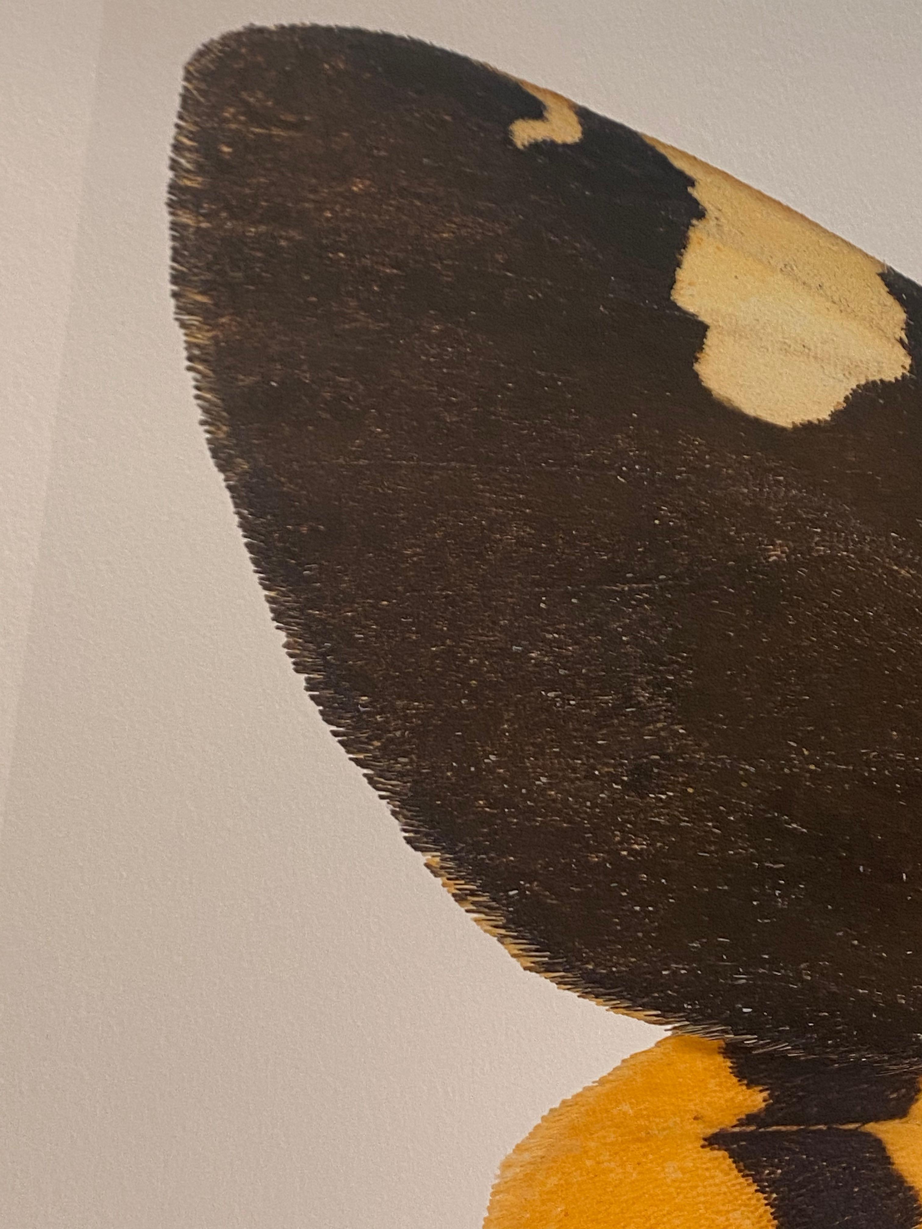 Pericallia Matronula mnnliche Naturfotografie, gelb, braun, rotes Moth auf Wei (Zeitgenössisch), Photograph, von Joseph Scheer