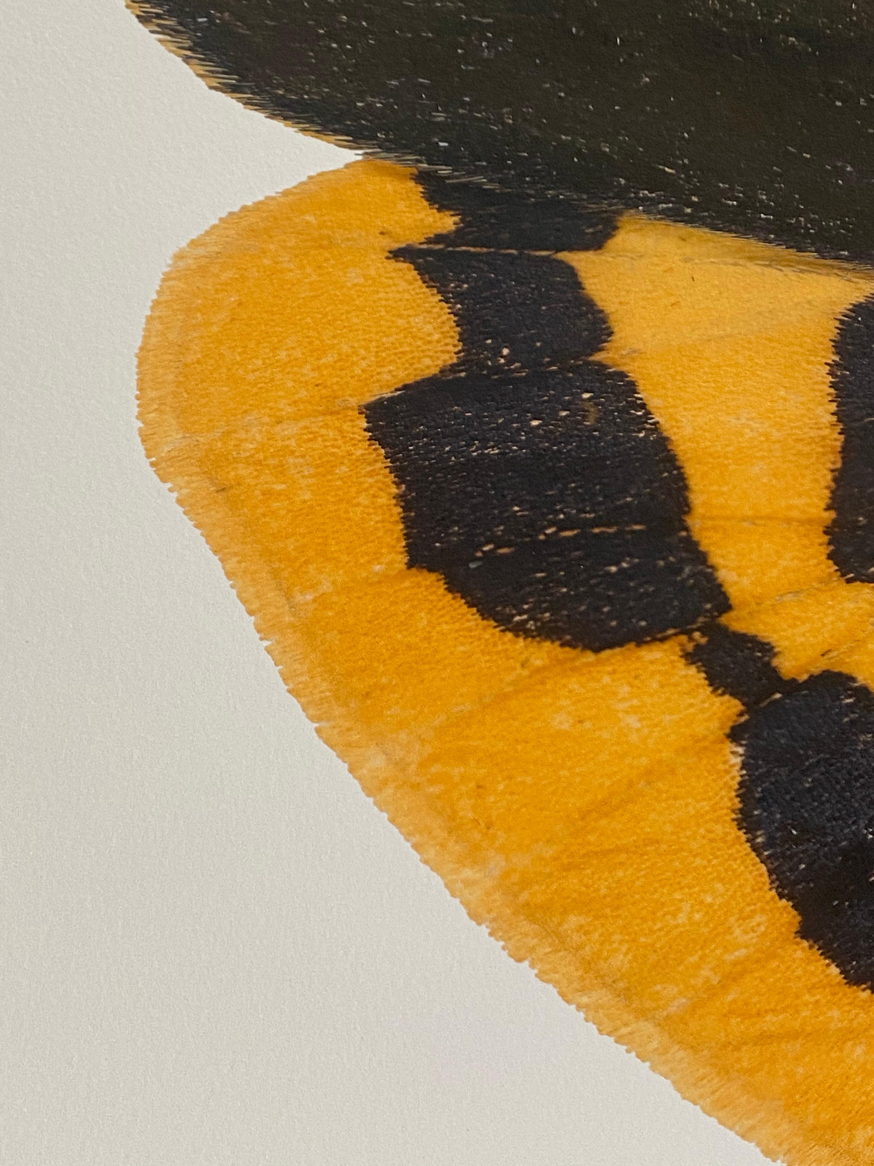 Pericallia Matronula mnnliche Naturfotografie, gelb, braun, rotes Moth auf Wei (Braun), Color Photograph, von Joseph Scheer