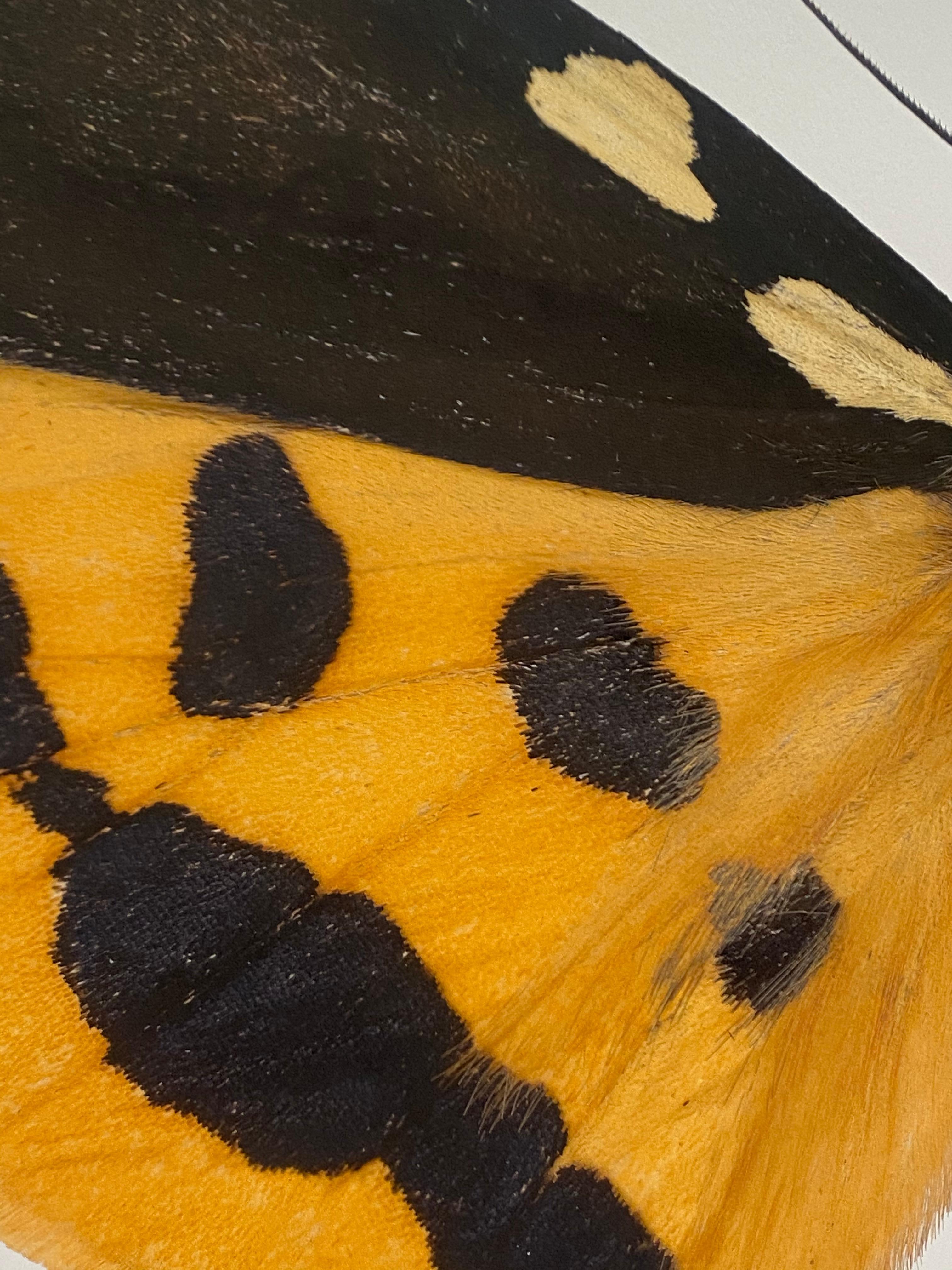 Auf diesem detailreichen Pigmentdruck auf Aquarellpapier ist ein gelber und brauner Nachtfalter mit rotem Körper und markanter Zeichnung vor einem weißen Hintergrund zu sehen. 

Der angegebene Preis bezieht sich auf das ungerahmte Werk. Die Kosten