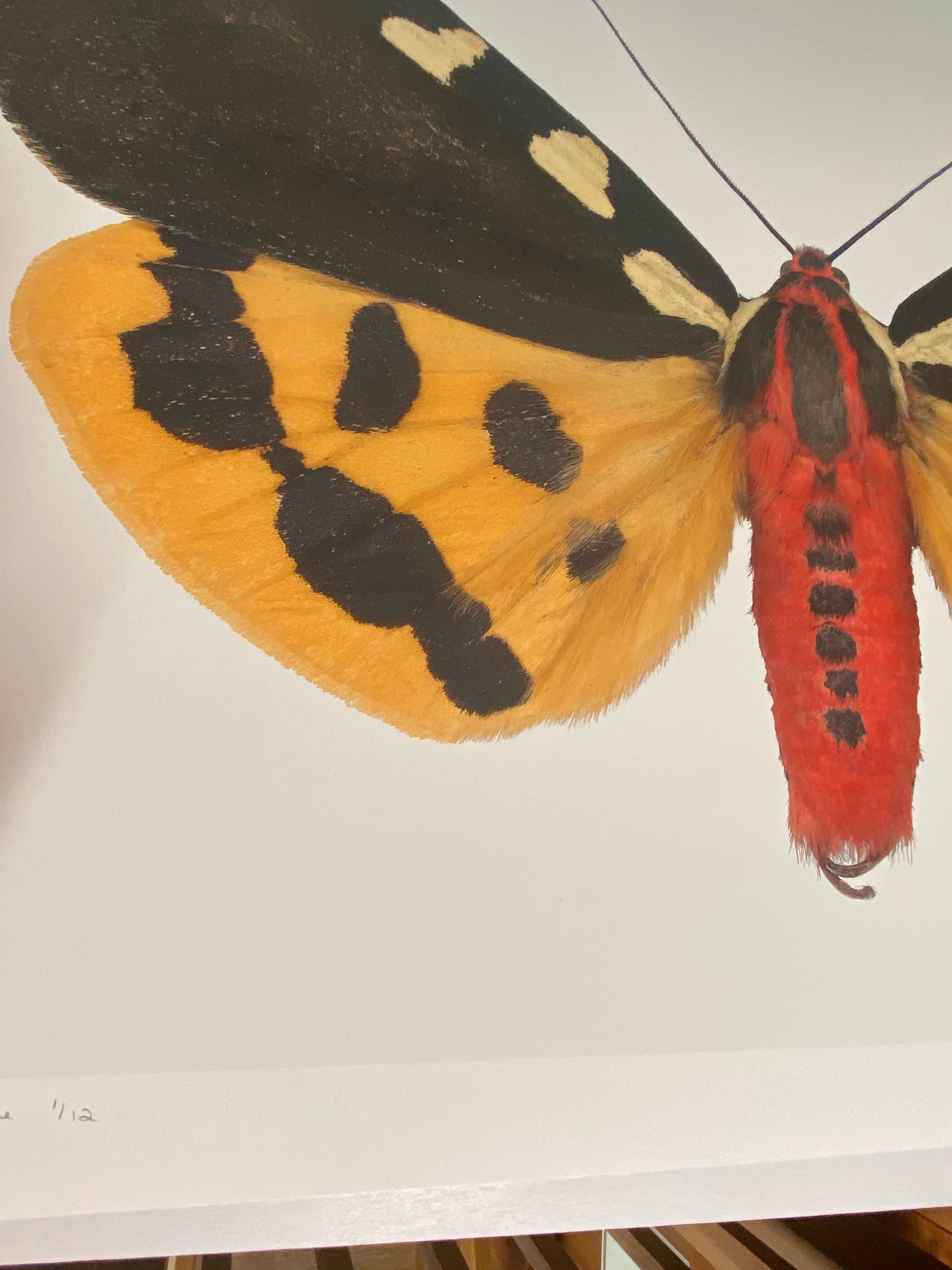 Pericallia Matronula mnnliche Naturfotografie, gelb, braun, rotes Moth auf Wei im Angebot 1