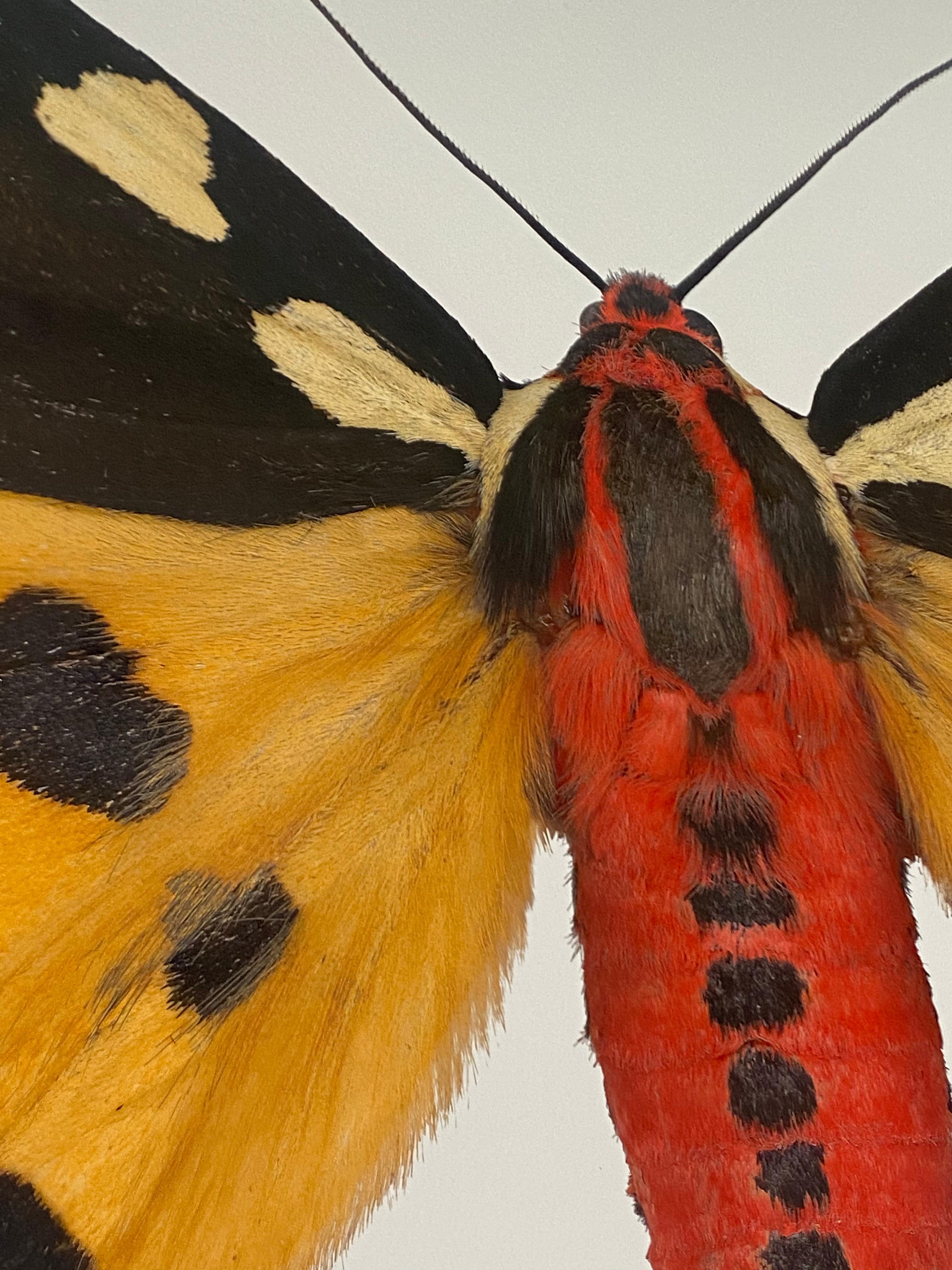 Pericallia Matronula mnnliche Naturfotografie, gelb, braun, rotes Moth auf Wei im Angebot 2