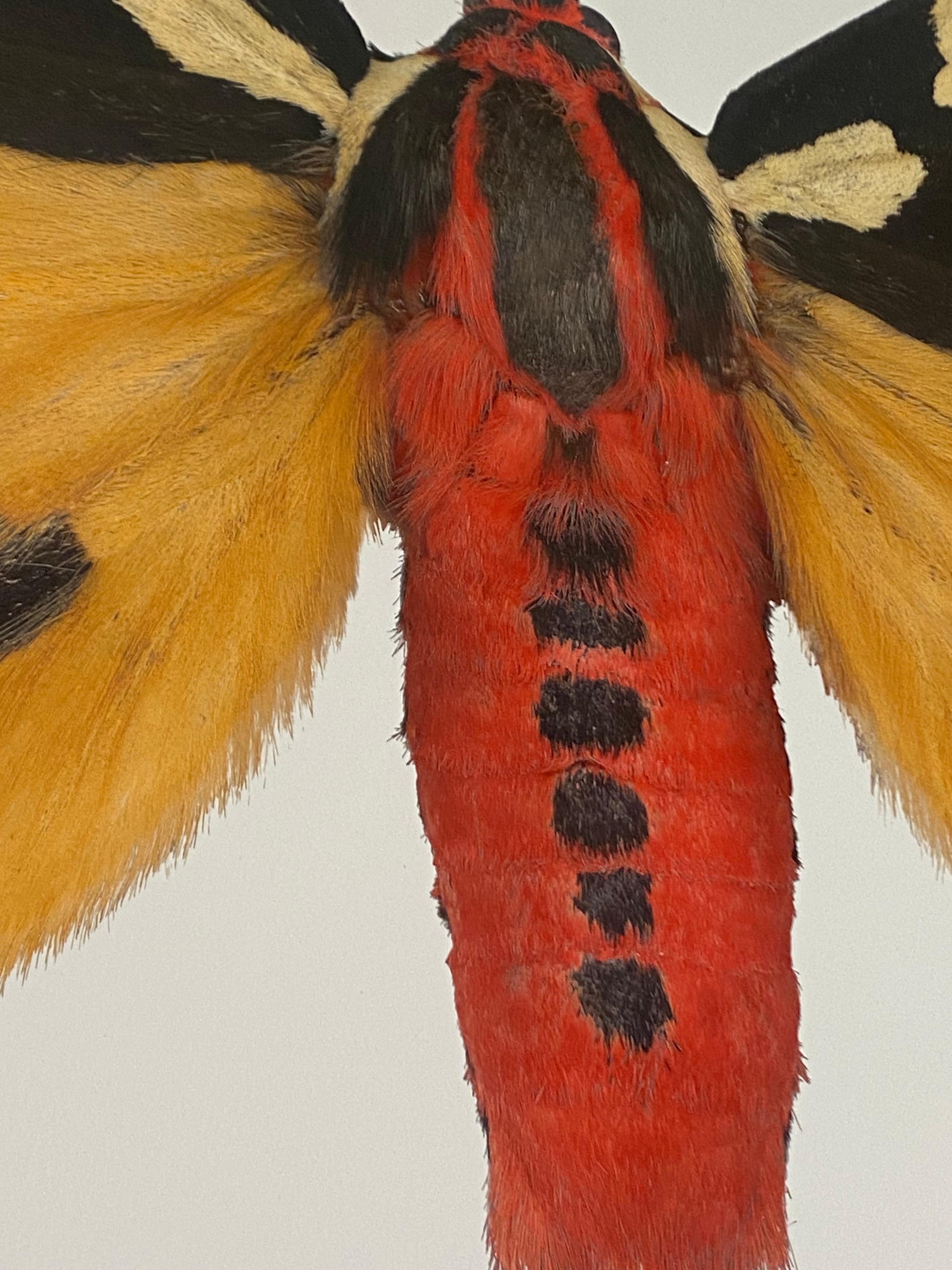 Pericallia Matronula mnnliche Naturfotografie, gelb, braun, rotes Moth auf Wei im Angebot 3