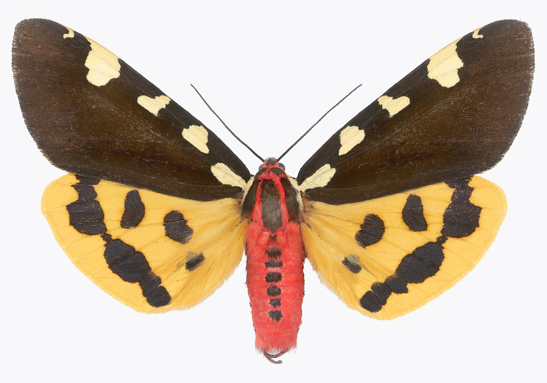 Joseph Scheer Color Photograph – Pericallia Matronula mnnliche Naturfotografie, gelb, braun, rotes Moth auf Wei