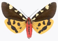Pericallia Matronula Male Nature Photograph, Yellow, Brown, Red Moth on White