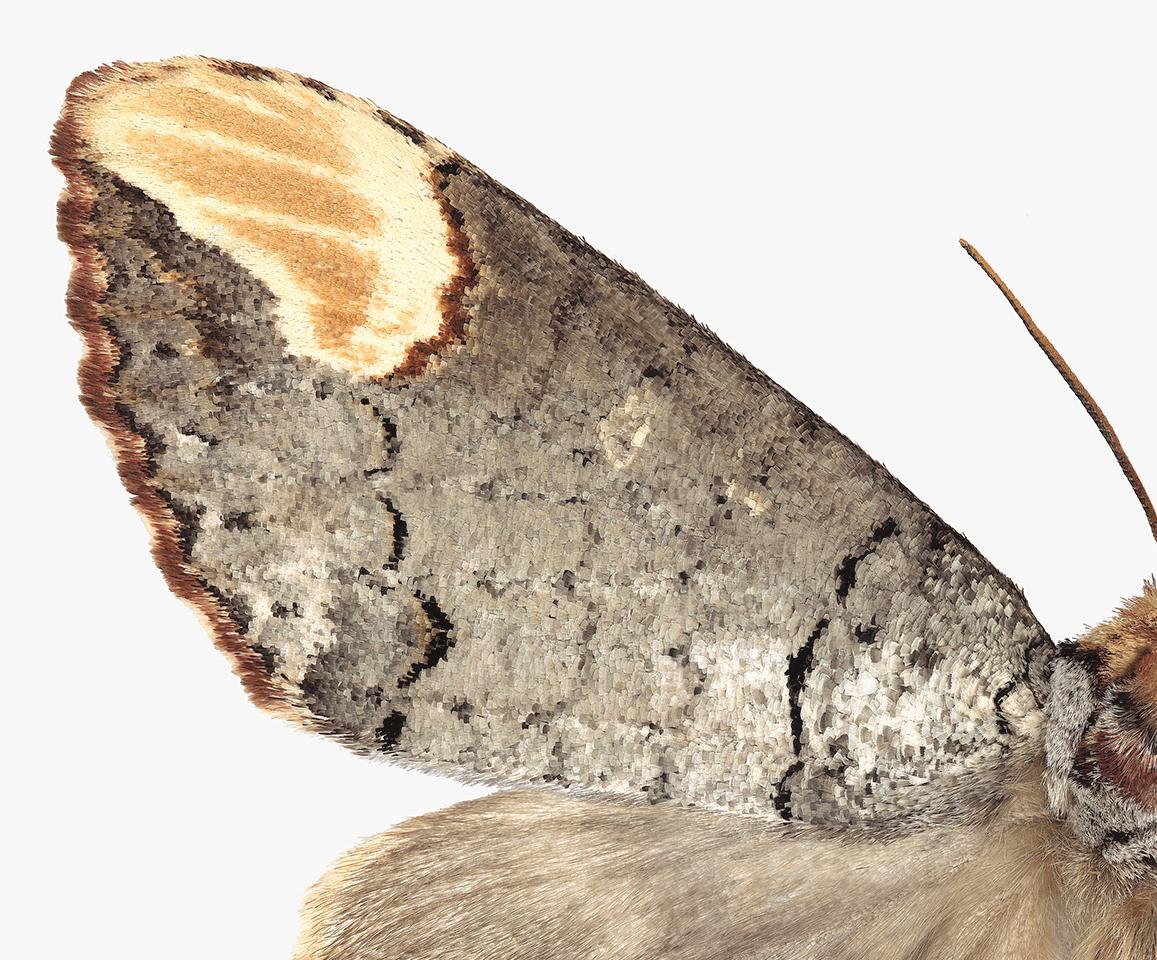 beige moth