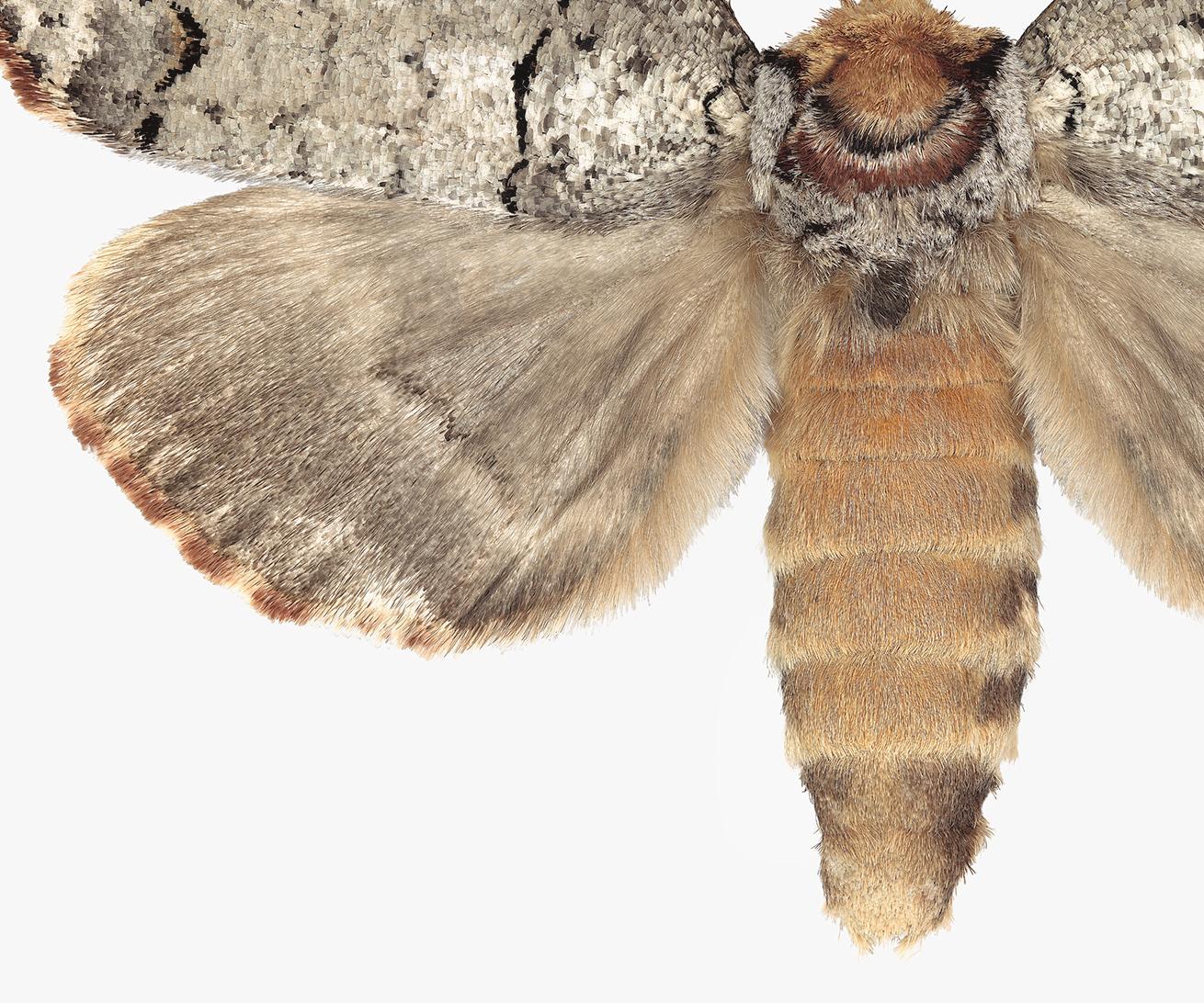 Phalera Assimilis, Nature Photograph, Beige and Brown Moth, White Background - Gray Color Photograph by Joseph Scheer