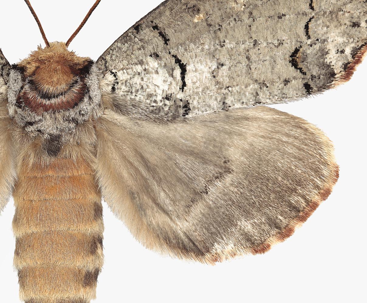 In this hyper-detailed archival pigment print on watercolor paper, a brown moth with black, beige, white and golden brown details on is dramatic against a solid white background. 

Edition 1/12. Signed and numbered on recto. Price shown is the