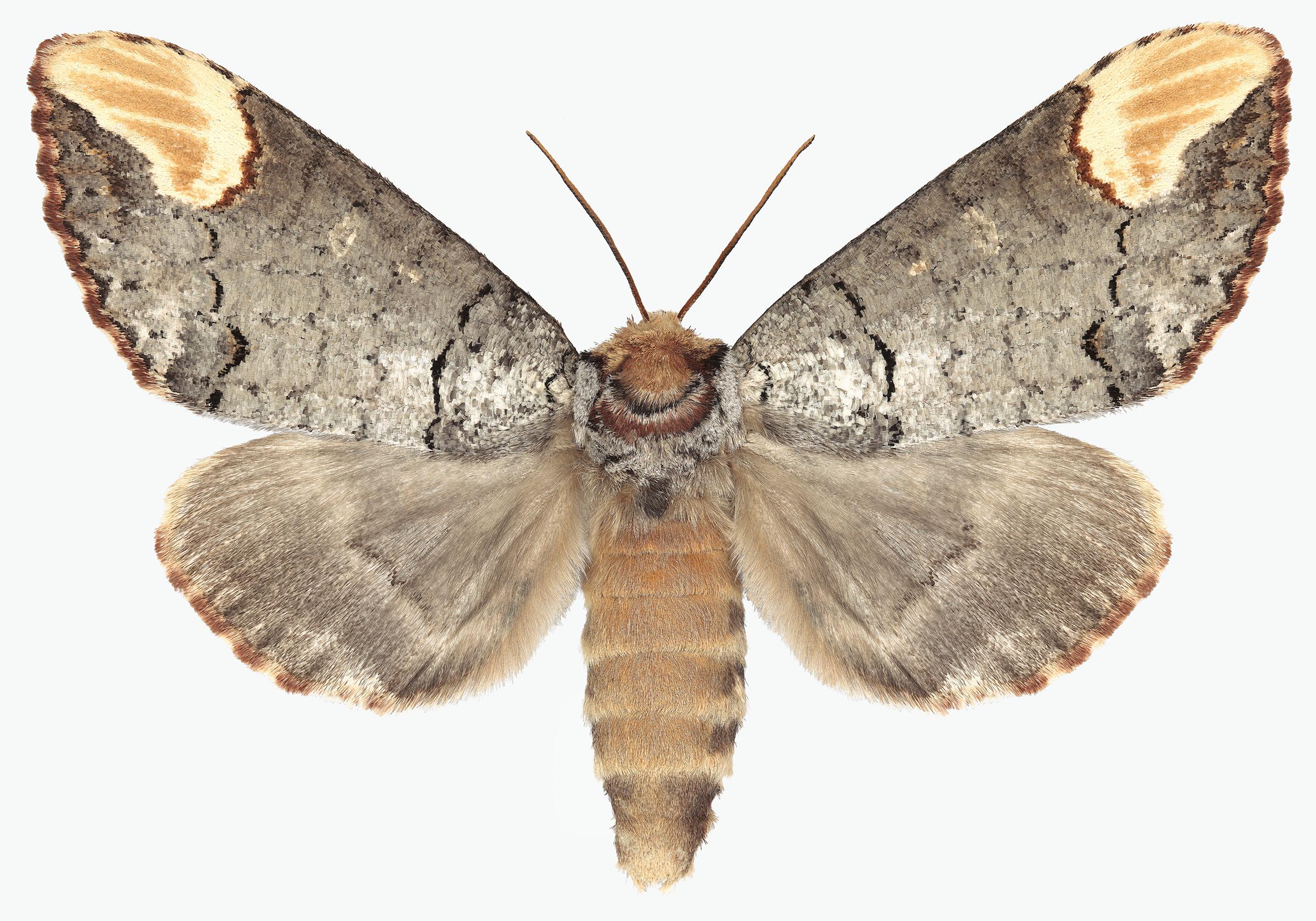Joseph Scheer Color Photograph - Phalera Assimilis, Nature Photograph, Beige and Brown Moth, White Background