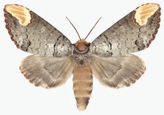 Phalera Assimilis, Nature Photograph, Beige and Brown Moth, White Background