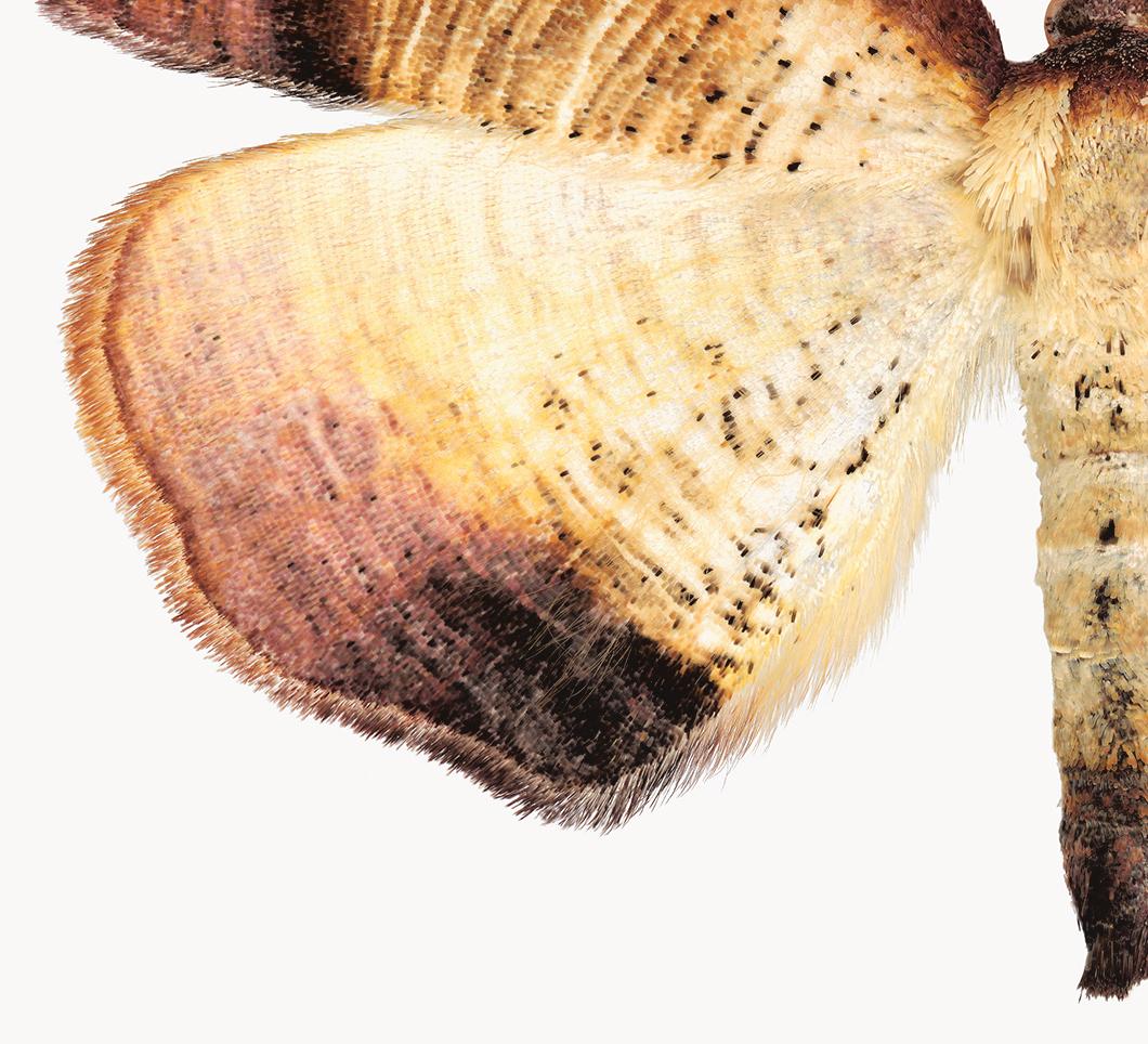 Plagodis Dolabraria - Brown Beige Cream Moth on White Nature Insect, 2019 - Photograph by Joseph Scheer