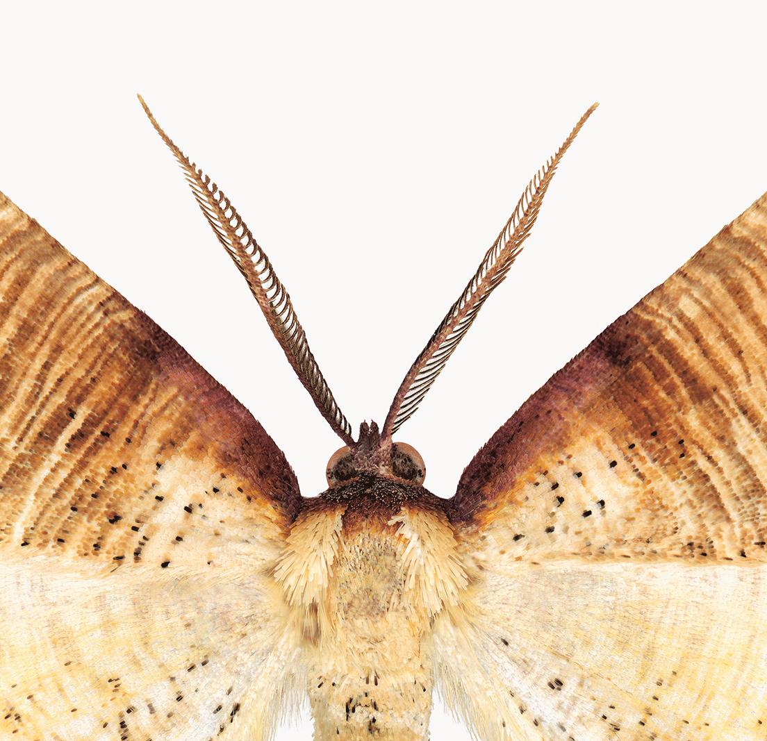 Plagodis Dolabraria - Brown Beige Cream Moth on White Nature Insect, 2019 - Contemporary Photograph by Joseph Scheer
